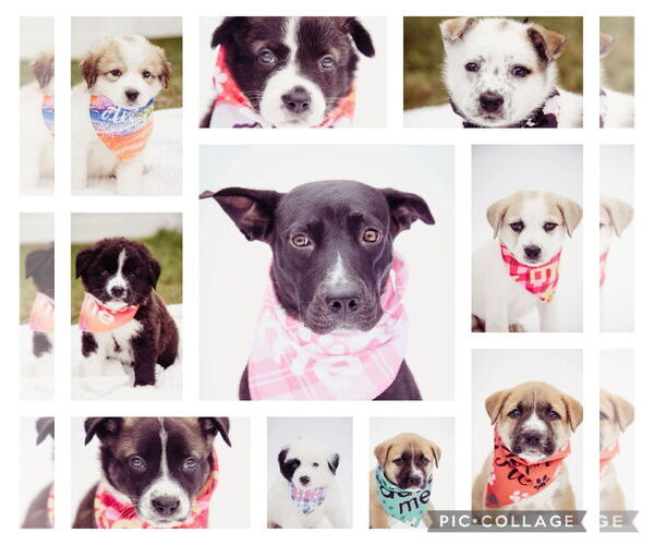 Medium Photo #15 American Pit Bull Terrier-Labrador Retriever Mix Puppy For Sale in Princeton, MN, USA