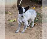 Small #1 Mutt