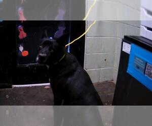 Siberian Husky-Unknown Mix Dogs for adoption in Tulsa, OK, USA