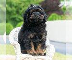 Small #1 Poodle (Miniature)