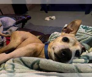 Meeko - Male Greyhound-Jack Russell Terrier Mix Dog for Adoption - Photo #7