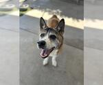 Small Akita