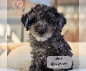 Poodle (Miniature) Puppy for Sale in ELMHURST, Illinois USA