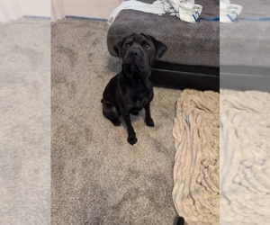 Father of the Cocker-Pei puppies born on 10/04/2025