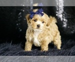Small Photo #115 Maltipoo Puppy For Sale in WARSAW, IN, USA