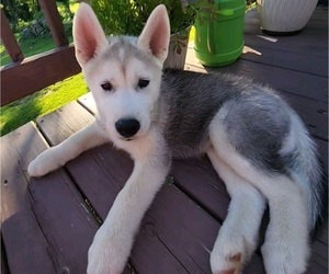 Siberian Husky Puppy for sale in BLOOMFIELD, KY, USA