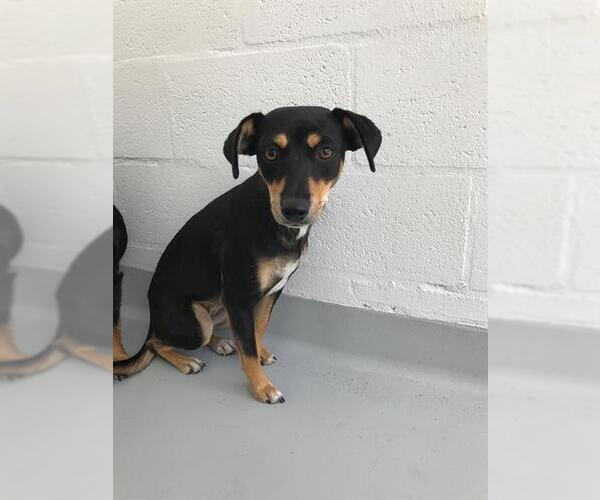 Medium Photo #2 Beagle-Unknown Mix Puppy For Sale in Arlington, WA, USA