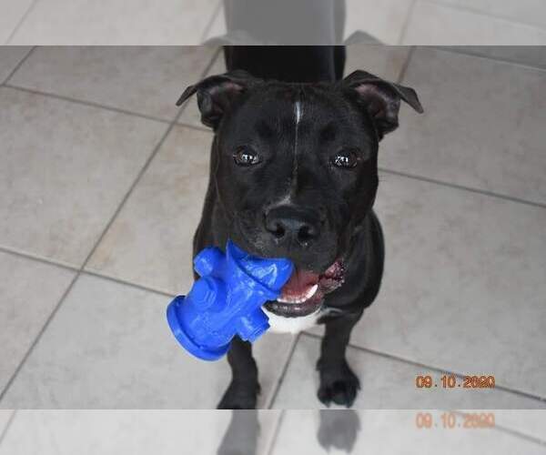 Medium Photo #4 Mutt Puppy For Sale in Hewitt, NJ, USA