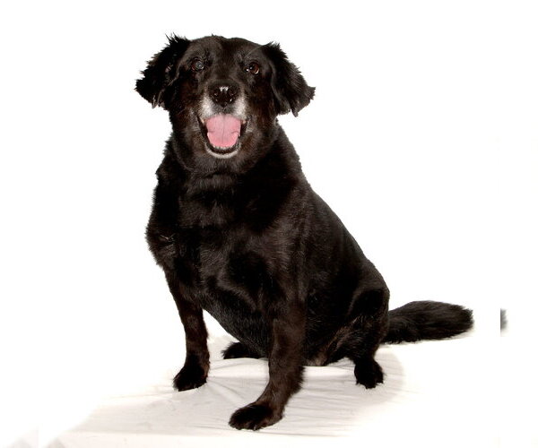 Medium Photo #3 Border Collie-Unknown Mix Puppy For Sale in Oakland Park, FL, USA