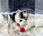 Small Photo #7 Zuchon Puppy For Sale in SILEX, MO, USA