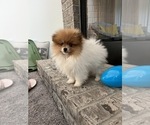 Small Photo #1 Pomeranian Puppy For Sale in PARAGON, IN, USA