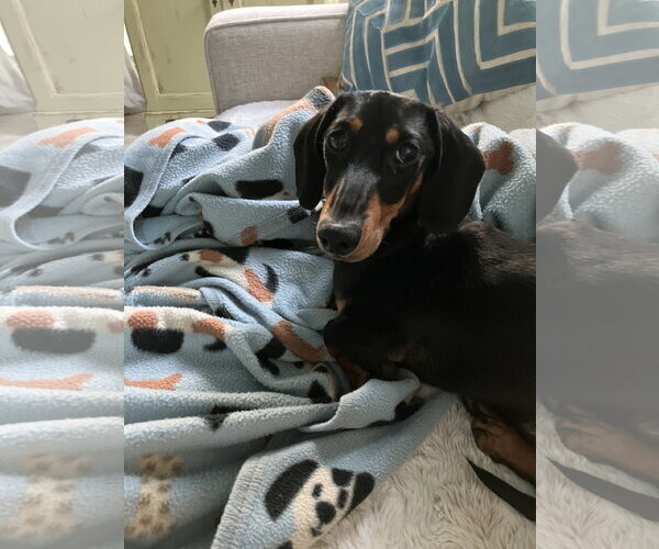 Medium Photo #2 Dachshund Puppy For Sale in Fruitland, SC, USA
