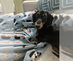 Small #1 Dachshund