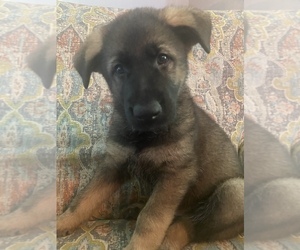 German Shepherd Dog Puppy for Sale in PENNSBORO, West Virginia USA