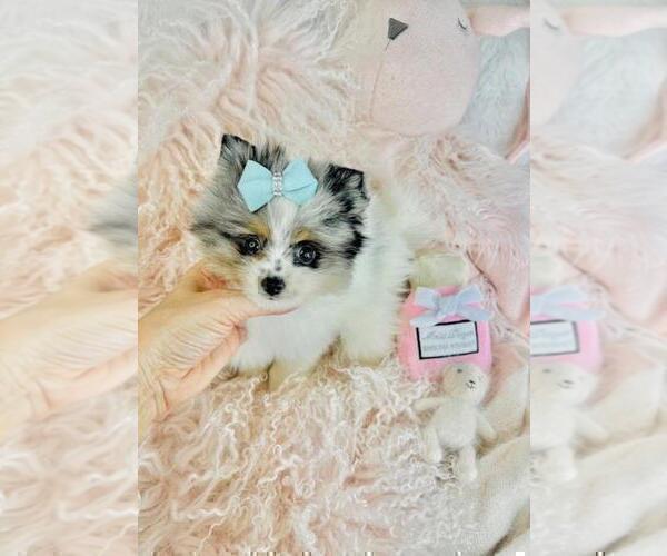 Medium Photo #18 Pomeranian Puppy For Sale in TAMPA, FL, USA