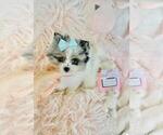 Small #17 Pomeranian