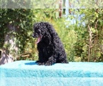 Small #13 Poodle (Toy)