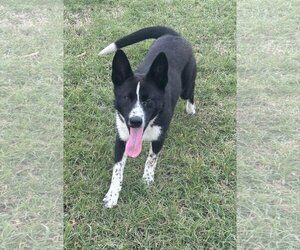 Border Collie Dogs for adoption in Coralville, IA, USA