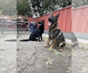 German Shepherd Dog Puppy for sale in HAYWARD, CA, USA