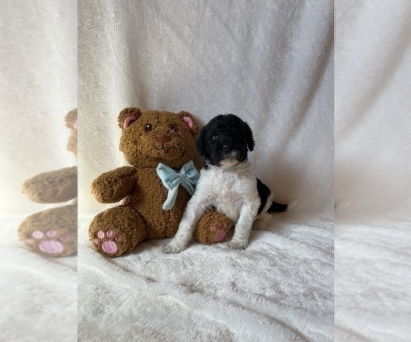 Medium Photo #5 Goldendoodle Puppy For Sale in CHESNEE, SC, USA