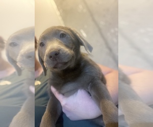 Labrador Retriever Puppy for sale in MASON, OH, USA