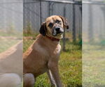 Small Great Pyrenees Mix