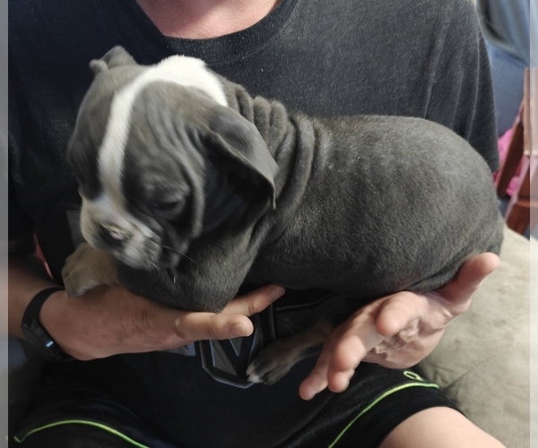 Medium Photo #1 Olde English Bulldogge Puppy For Sale in TOOELE, UT, USA
