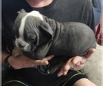 Small Olde English Bulldogge