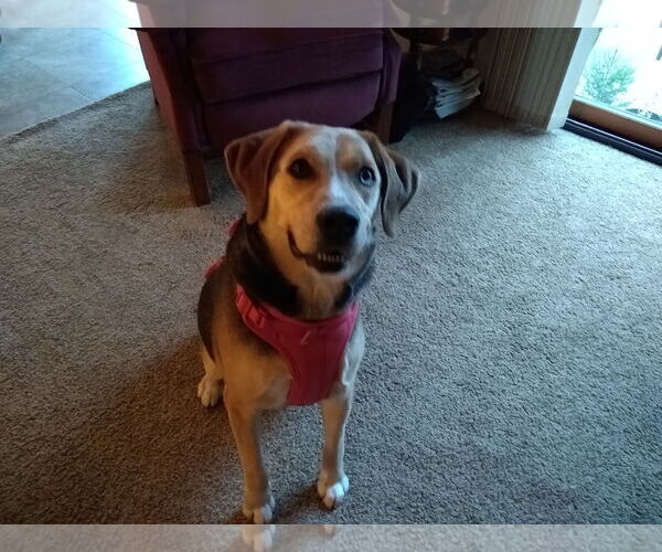 Medium Photo #10 Mutt Puppy For Sale in Forest, VA, USA