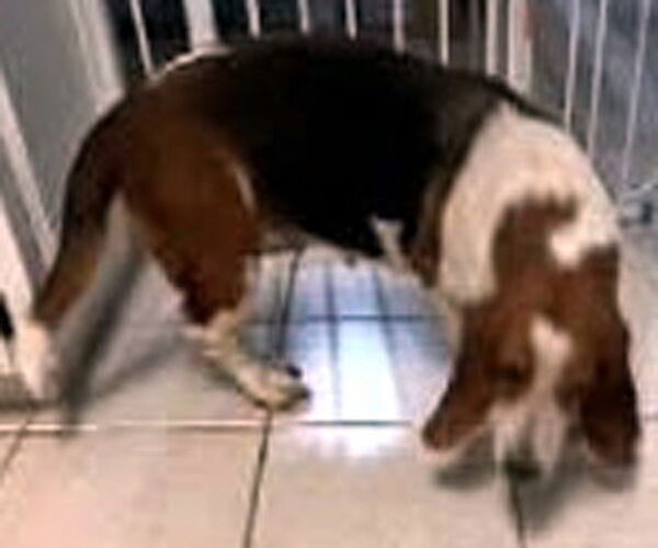 Medium Photo #3 Basset Hound Puppy For Sale in Deepwater, NJ, USA