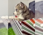 Small Photo #58 Pomsky-Shiba Inu Mix Puppy For Sale in NASHUA, NH, USA