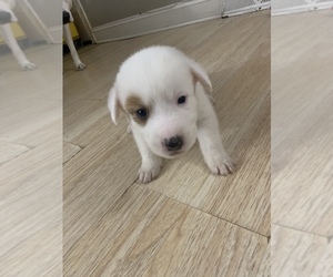Dalmatian-Great Pyrenees Mix Puppy for sale in GARY, IN, USA