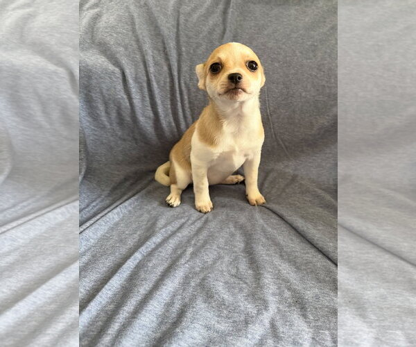 Medium Photo #4 Chiranian Puppy For Sale in Grafton, WI, USA