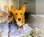 Small Pembroke Welsh Corgi Mix