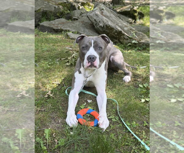 Medium Photo #31 Bullboxer Pit Puppy For Sale in Brewster, NY, USA