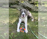 Small #30 Bullboxer Pit