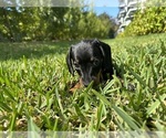 Small Photo #1 Dachshund Puppy For Sale in HIALEAH, FL, USA