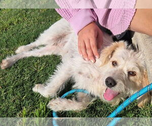 Norfolk Terrier-Unknown Mix Dogs for adoption in San Antonio, TX, USA