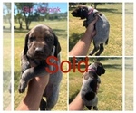 Puppy Female Hot Pink German Shorthaired Pointer