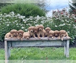Small Photo #2 Golden Retriever Puppy For Sale in WOLCOTT, IN, USA