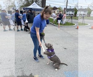 American Pit Bull Terrier-Unknown Mix Dogs for adoption in Rochester, NY, USA