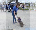Small Photo #1  Puppy For Sale in , 