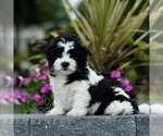 Small Zuchon
