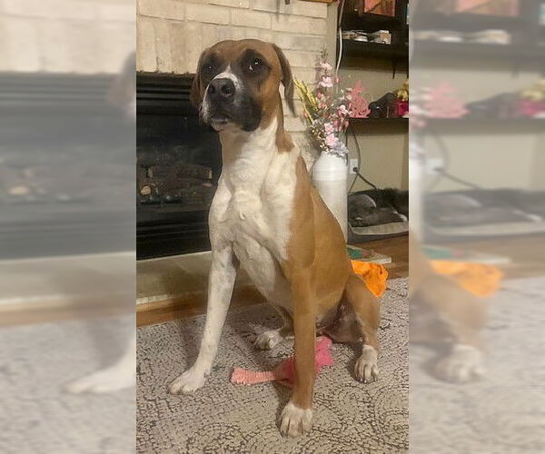 Medium Photo #7 Boxer-Unknown Mix Puppy For Sale in Genesee, WI, USA