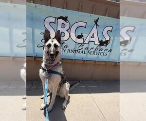German Shepherd Dog Dogs for adoption in Santa Barbara, CA, USA