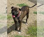 Small American Pit Bull Terrier