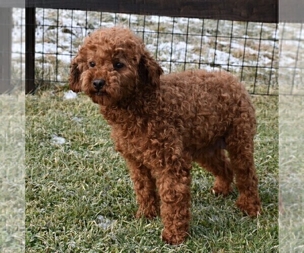 Medium Photo #1 Poodle (Miniature) Puppy For Sale in AARONSBURG, PA, USA