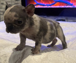 Small #5 French Bulldog