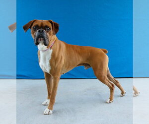 Boxer Dogs for adoption in Pasadena, CA, USA