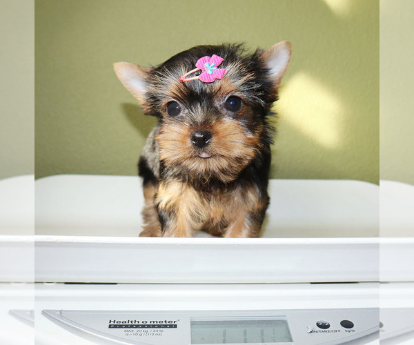 Medium Photo #5 Yorkshire Terrier Puppy For Sale in LOS ANGELES, CA, USA